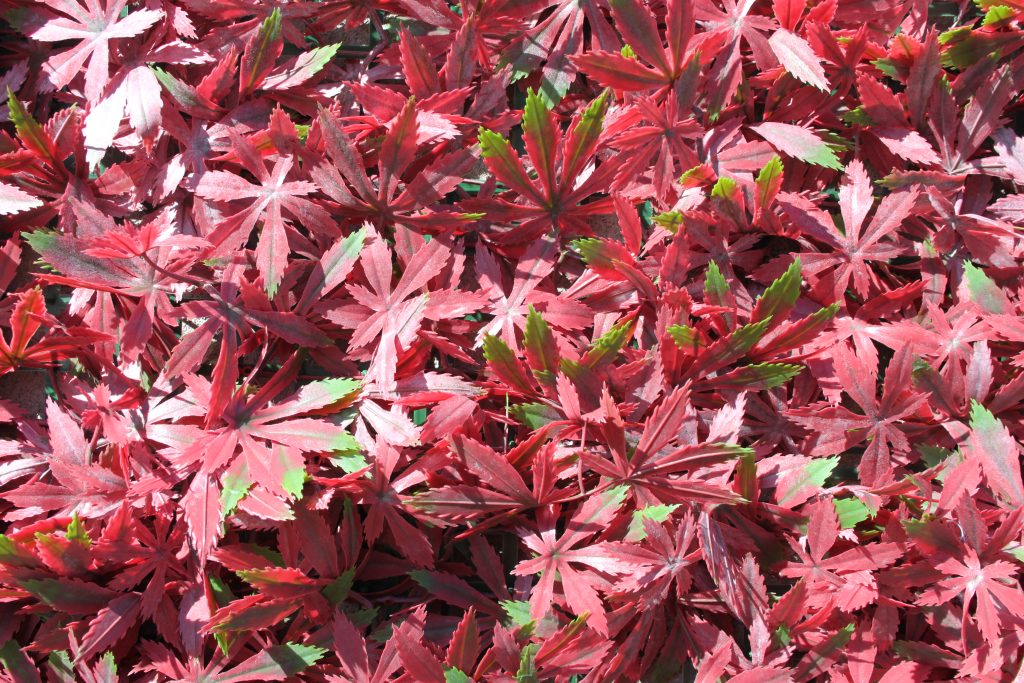 Highgate Red Acer Artificial Trellis