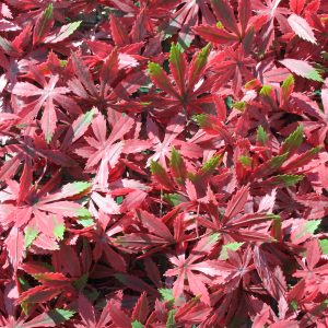 Highgate Red Acer Artificial Trellis