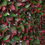 Red Variegated Artificial Trellis